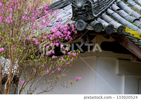 春天，在木津川市新道寺拍攝了寺廟的庭院，當時三葉杜鵑盛開，山脈都變成了粉紅色。 133020524