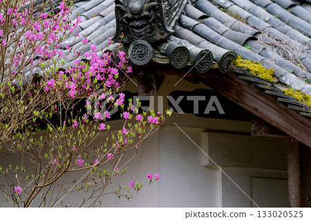 春天,在木津川市新道寺拍攝了寺廟的庭院,當時三葉杜鵑盛開,山脈都變成了粉紅色。 春天,在木津川市新道寺拍攝了寺廟的庭院,當時三葉杜鵑盛開,山脈都變成了粉紅色。 133020525