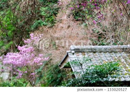 Photographed the grounds of Shindo-ji Temple in Kizugawa City in spring, when the Mitsuba azalea blossoms in full bloom and the mountains turn pink. Photographed the grounds of Shindo-ji Temple in Kizugawa City in spring, when the Mitsuba azalea blossoms in full bloom and the mountains turn pink. 133020527
