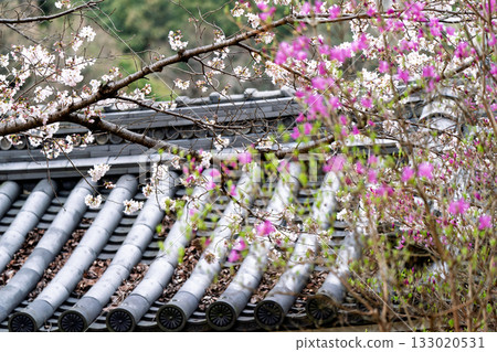 Photographed the grounds of Shindo-ji Temple in Kizugawa City in spring, when the Mitsuba azalea blossoms in full bloom and the mountains turn pink. Photographed the grounds of Shindo-ji Temple in Kizugawa City in spring, when the Mitsuba azalea blossoms in full bloom and the mountains turn pink. 133020531