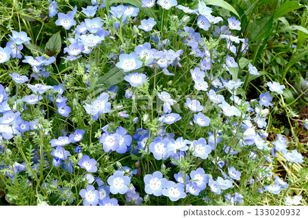 Kobe Nunobiki Herb Garden Kobe Nunobiki Herb Garden 133020932