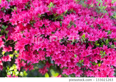 Vivid azaleas blooming in the spring sunshine⑤ 133021263