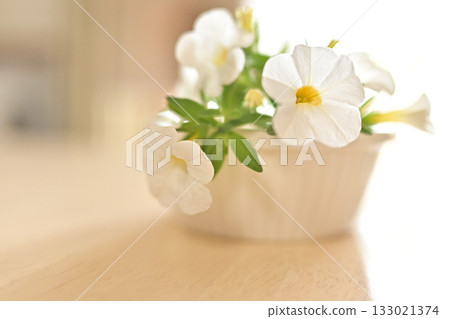 Relaxing balcony gardening | White Supertunia flowers and a relaxing space Relaxing balcony gardening | White Supertunia flowers and a relaxing space 133021374