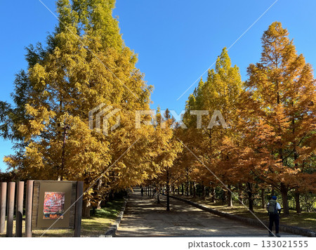 神戶市立植物園的秋天（兵庫縣神戶市） 133021555