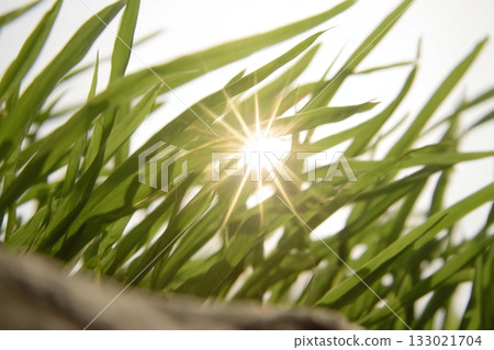 Sunlight through tall grass 133021704