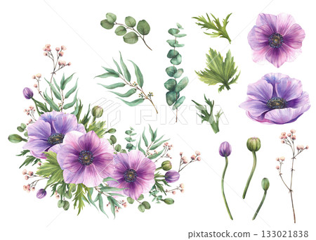 Purple Anemones flowers with pink Gypsophila buds twig and eucalyptus green branches. Watercolor painted floral element set. for greeting card, invitation design. Isolated from background illustration 133021838