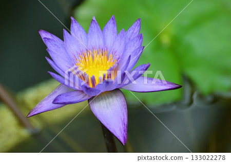 藍色的睡蓮漂浮在水面上。 藍色的睡蓮漂浮在水面上。 133022278
