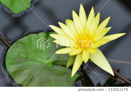 Yellow water lilies floating on the water surface 133022279