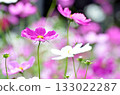 Blooming pink cosmos 133022287