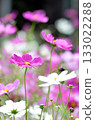 Landscape with cosmos flower 133022288