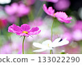 Blooming pink cosmos flowers 133022290