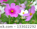 Landscape with cosmos flower 133022292