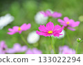 Blooming pink cosmos 133022294