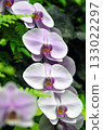 Four-row white Phalaenopsis orchid 133022297