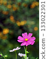 Autumn flower cosmos pink cute flowers 133022301