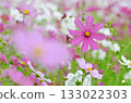 Pink cosmos blooming in the cosmos field 133022303