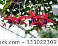 red fuchsia flower 133022309