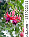 red fuchsia flower 133022311