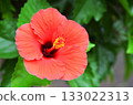 Red hibiscus flower 133022313