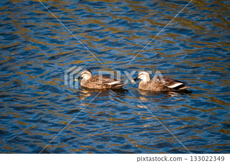 信濃川安城堤岸上的輕毛 133022349