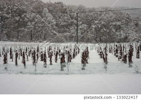 A seedling field in a snowy forest A seedling field in a snowy forest 133022417