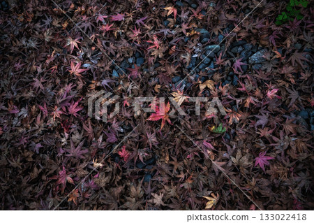 Carpet of fallen leaves 133022418