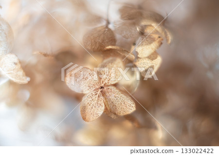 枯萎的繡球花和乾燥花 枯萎的繡球花和乾燥花 133022422