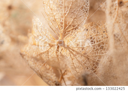 Withered hydrangeas and dried flowers Withered hydrangeas and dried flowers 133022425