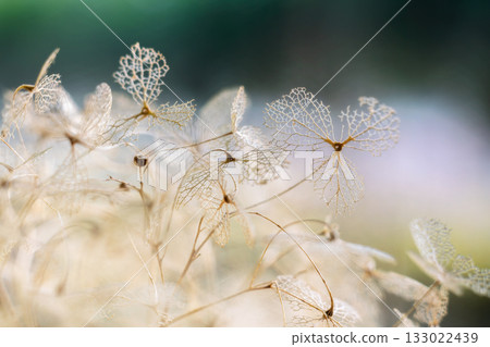 枯萎的繡球花和乾燥花 枯萎的繡球花和乾燥花 133022439