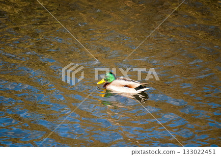 Magamo on the Yasuragi Embankment of the Shinano River 133022451