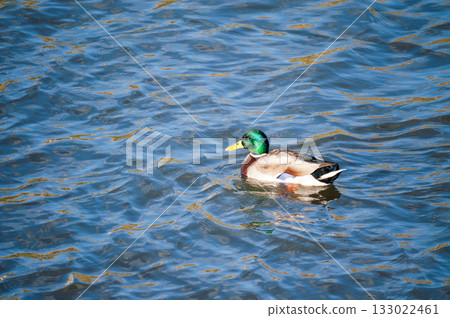 信濃川安城堤防上的馬加莫 信濃川安城堤防上的馬加莫 133022461