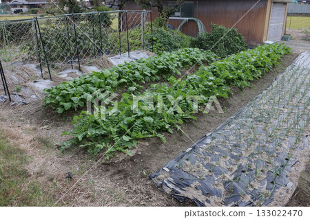 Home garden in mid-November 133022470