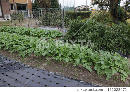 Home garden in mid-November 133022471