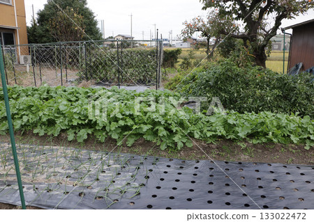 Home garden in mid-November 133022472