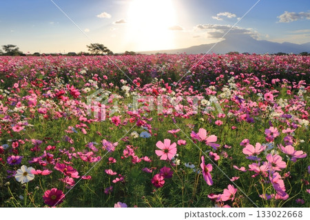 [Nagasaki Prefecture] Cosmos and the rising sun in the natural dryland flower zone 133022668