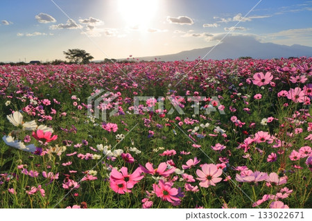 【長崎縣】天然旱地花卉區的波斯菊與旭日 133022671