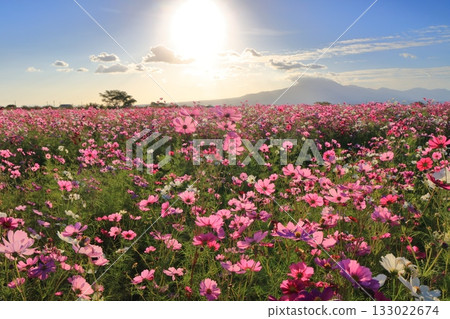 【長崎縣】天然旱地花卉區的波斯菊與旭日 【長崎縣】天然旱地花卉區的波斯菊與旭日 133022674