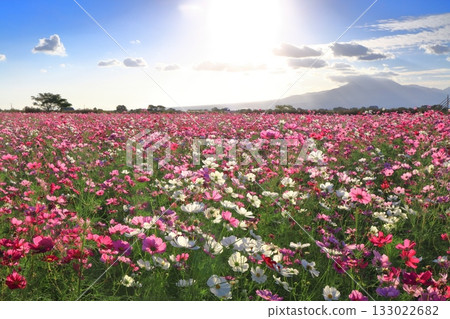 [Nagasaki Prefecture] Cosmos and the rising sun in the natural dryland flower zone 133022682
