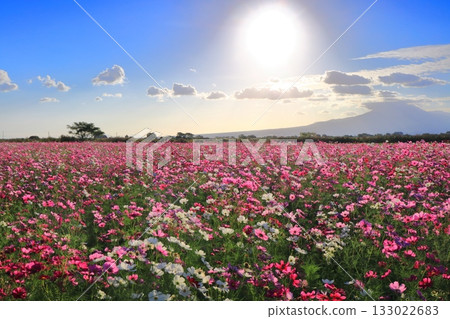 【長崎縣】天然旱地花卉區的波斯菊與旭日 133022683