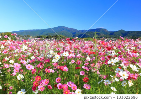 【長崎縣】晴朗的一天,天然旱地花卉區盛開的波斯菊 【長崎縣】晴朗的一天,天然旱地花卉區盛開的波斯菊 133022686