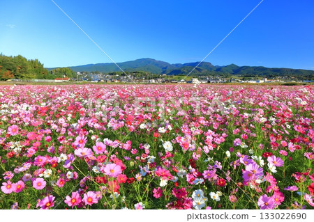 [Nagasaki Prefecture] Cosmos in full bloom at the Natural Dryland Flower Zone on a clear day 133022690