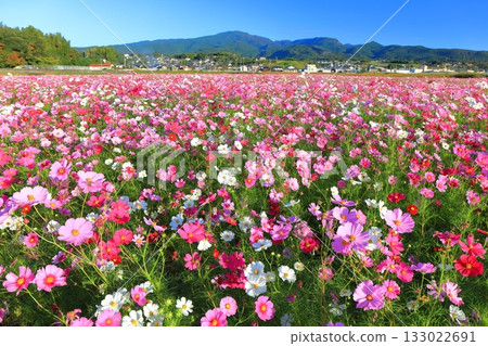 【長崎縣】晴朗的一天，天然旱地花卉區盛開的波斯菊 133022691