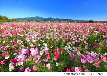 [Nagasaki Prefecture] Cosmos in full bloom at the Natural Dryland Flower Zone on a clear day 133022693