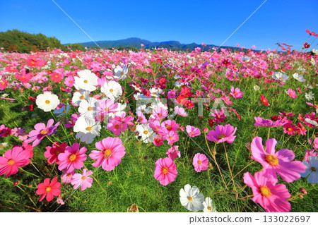【長崎縣】晴朗的一天，天然旱地花卉區盛開的波斯菊 133022697