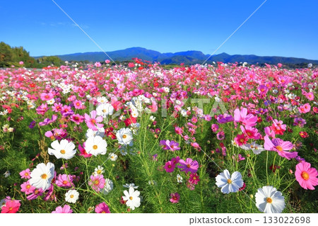 [Nagasaki Prefecture] Cosmos in full bloom at the Natural Dryland Flower Zone on a clear day 133022698