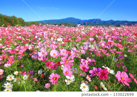 【長崎縣】晴朗的一天，天然旱地花卉區盛開的波斯菊 133022699