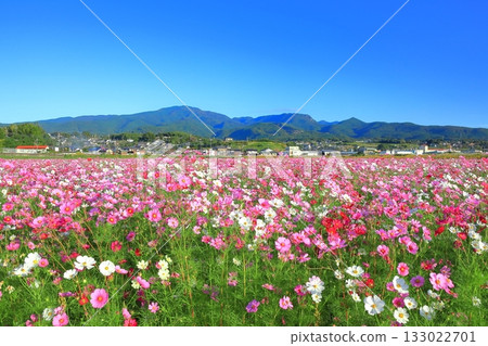[Nagasaki Prefecture] Cosmos in full bloom at the Natural Dryland Flower Zone on a clear day 133022701