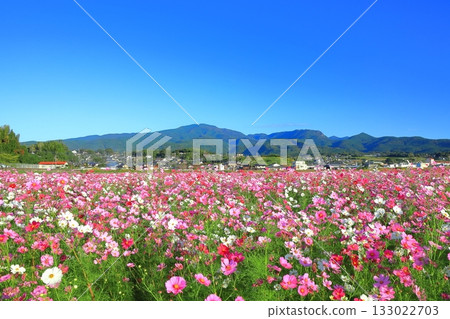 [Nagasaki Prefecture] Cosmos in full bloom at the Natural Dryland Flower Zone on a clear day 133022703