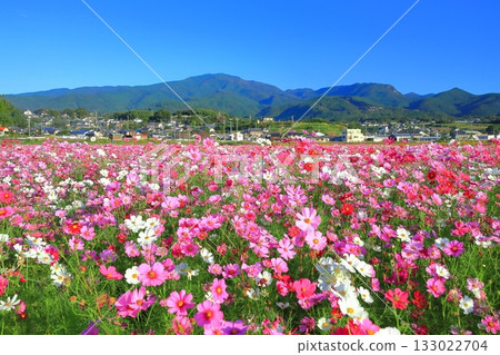 [Nagasaki Prefecture] Cosmos in full bloom at the Natural Dryland Flower Zone on a clear day 133022704