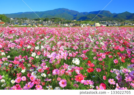 [Nagasaki Prefecture] Cosmos in full bloom at the Natural Dryland Flower Zone on a clear day 133022705